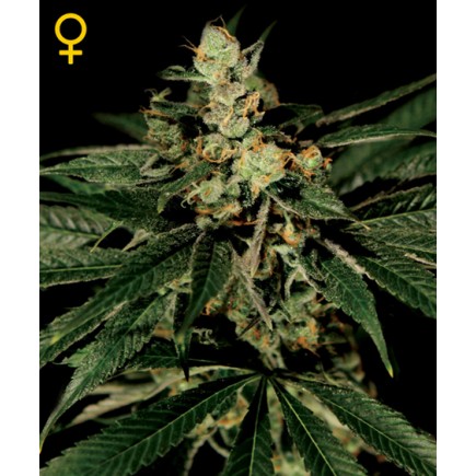 TrainWreck